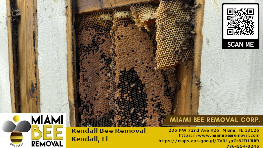 bee removal